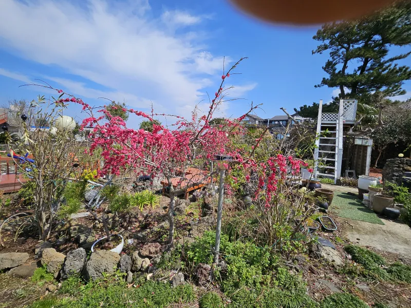 [Gujwa, Jeju] 500-pyeong Garden, Duplex, Hinoki, Fireplace, Steam Room, Barbecue #104 6