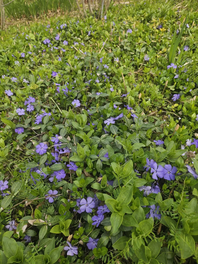[충남 청양] 산속의 독채 촌캉스 #애견가능#오서산#보령#숲세권 25