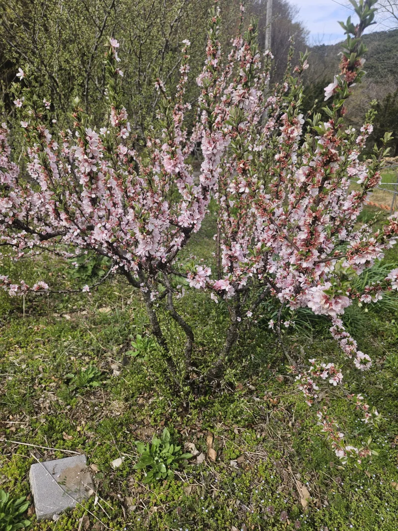 [충남 청양] 산속의 독채 촌캉스 #애견가능#오서산#보령#숲세권 26