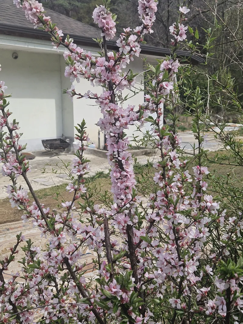[충남 청양] 산속의 독채 촌캉스 #애견가능#오서산#보령#숲세권 29