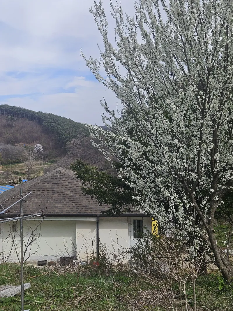 [충남 청양] 산속의 독채 촌캉스 #애견가능#오서산#보령#숲세권 27
