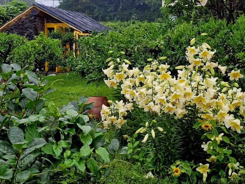 [Namwon, Seogwipo] 2-story detached house. Spacious yard. Ocean view. Jacuzzi. Three-room. BBQ. Foot volleyball. Pets 206