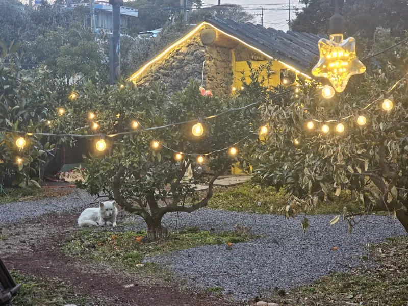 [Namwon, Seogwipo] 2-story detached house. Spacious yard. Ocean view. Jacuzzi. Three-room. BBQ. Foot volleyball. Pets 245