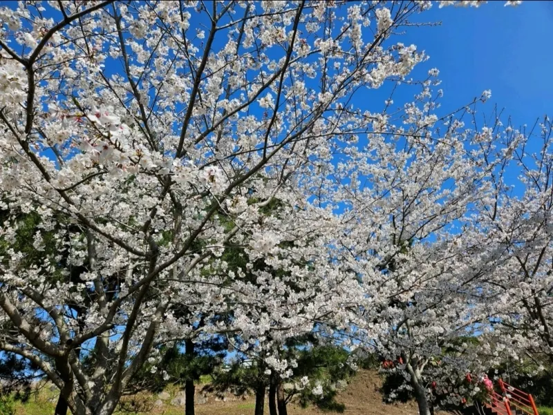[Haye-dong, Seogwipo] Arirang Room 101: A Quiet Accommodation Perfect for a Stroll in Jungmun 14