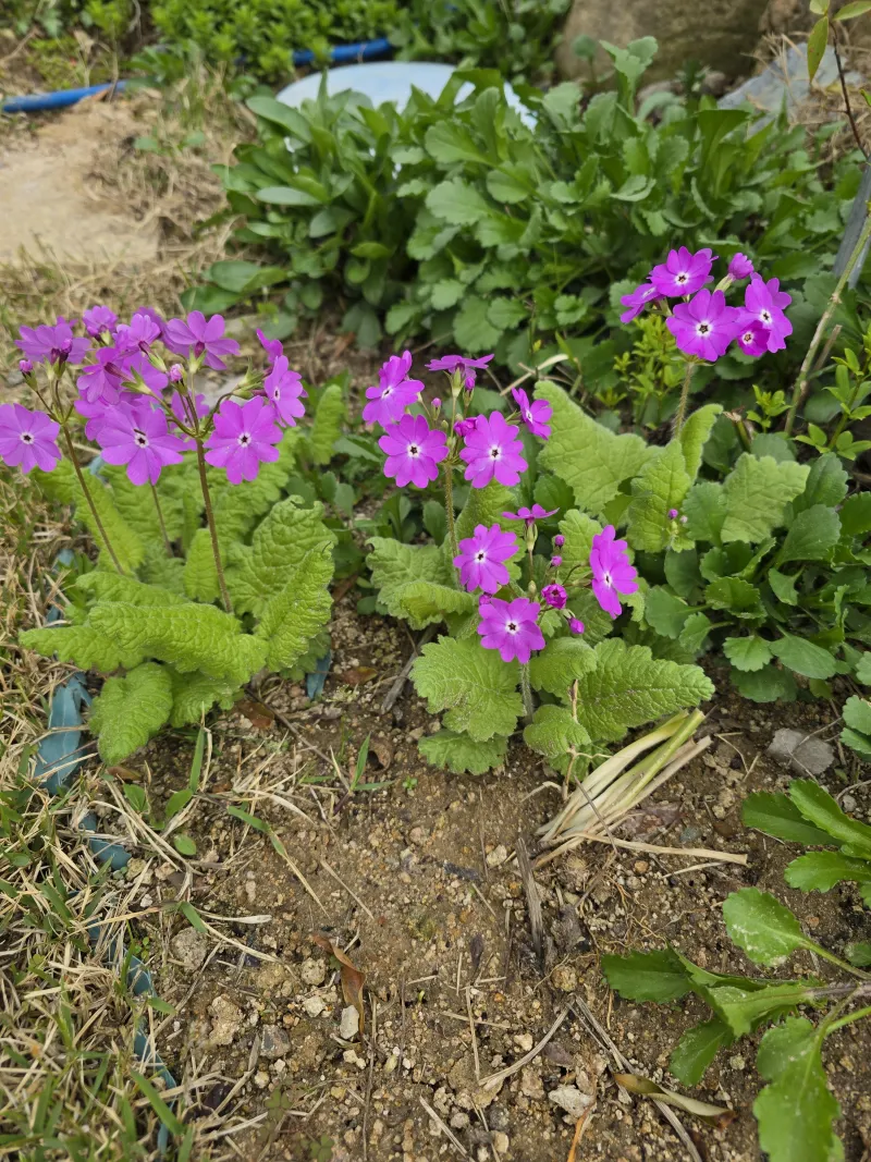 [Gyeongju] Bulguksa Hwangtobang House 20