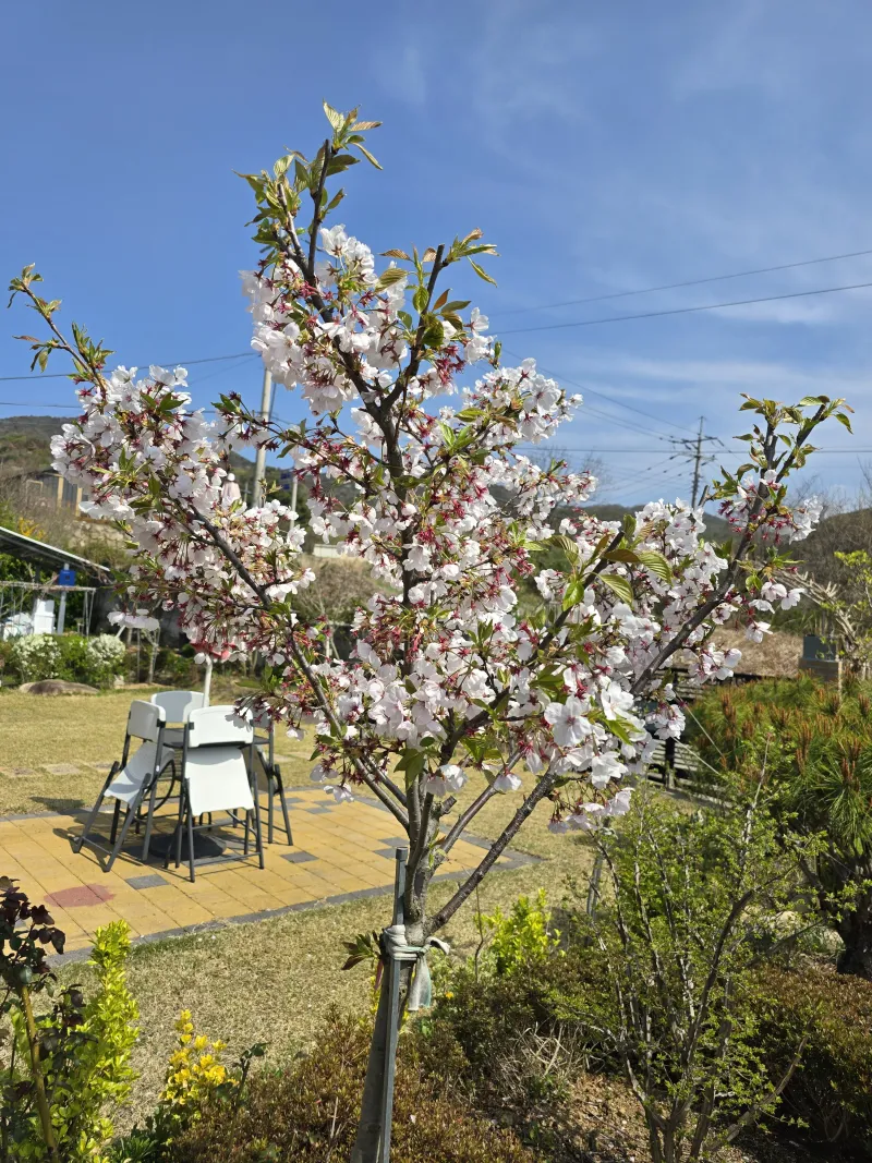 [Gyeongju] Bulguksa Hwangtobang House 23