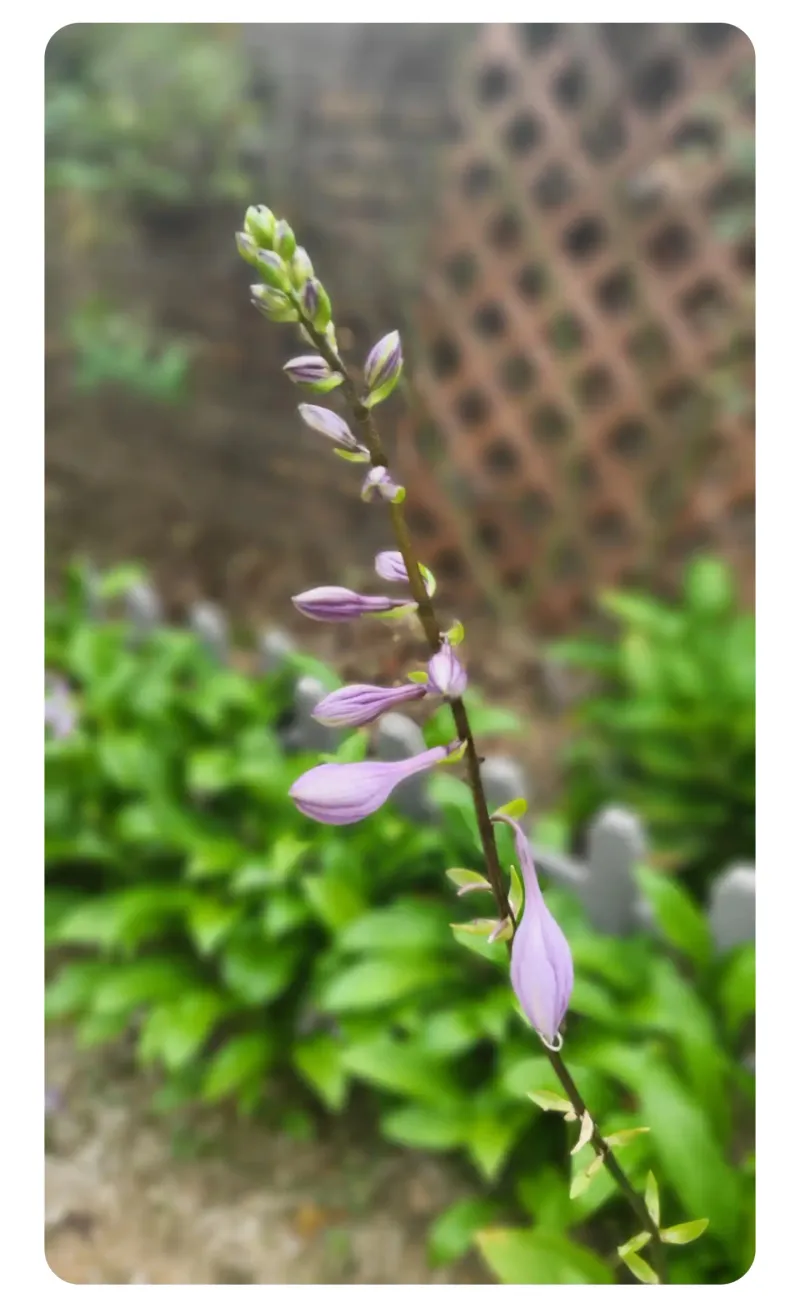 [Gyeongju] A cozy house in a village with a beautiful garden (annex) 24