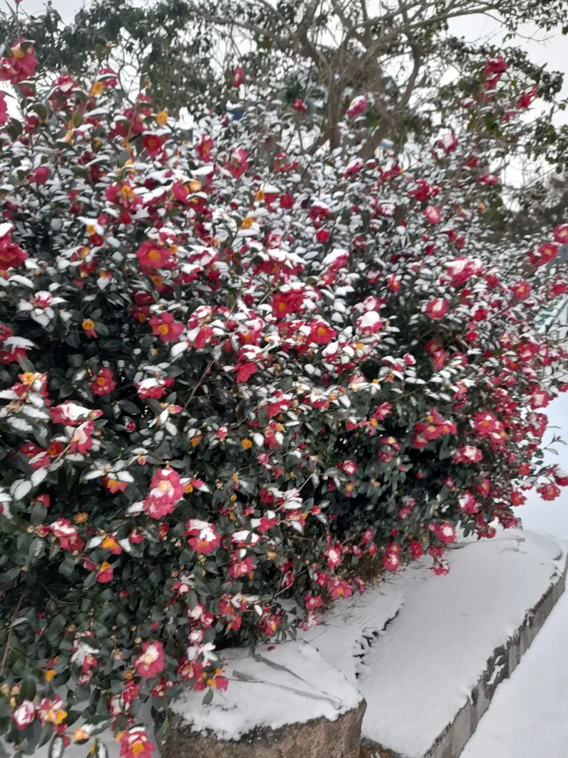 [Hallim, Jeju][Jeju Hyeopjae] Healing Pension Filled with the Scent of Pine Forest #PetFriendly (Building C, 1st Floor / Two-Room) 46