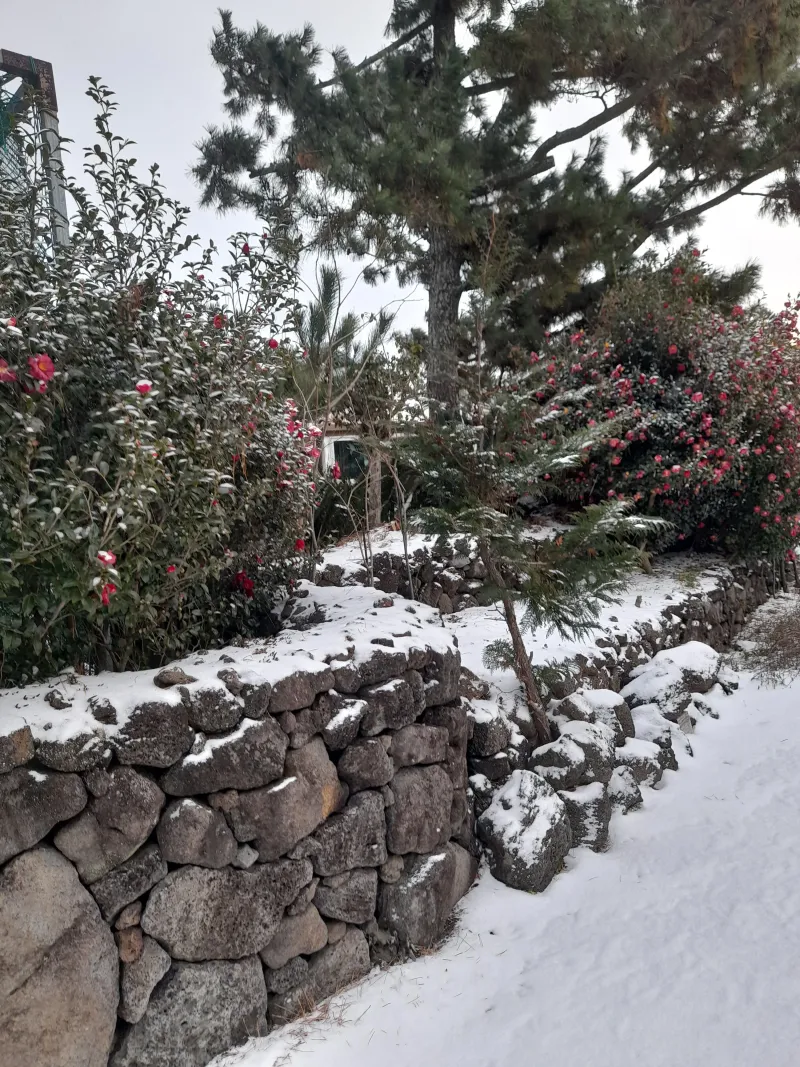 [Hallim, Jeju][Jeju Hyeopjae] Healing Pension Filled with the Scent of Pine Forest #PetFriendly (Building C, 1st Floor / Two-Room) 49