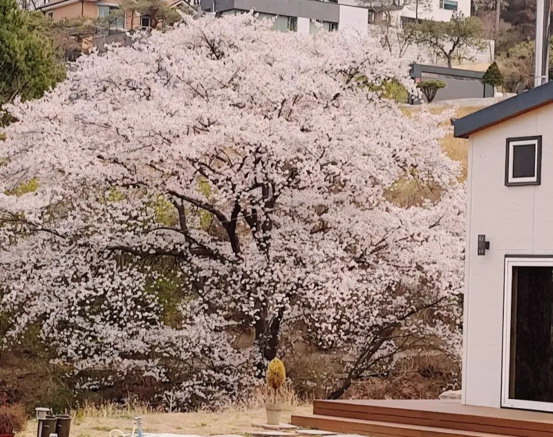 [Yangpyeong][Yangpyeong-gun, Gyeonggi-do] Gaemi's entire 1st and 2nd floors 11
