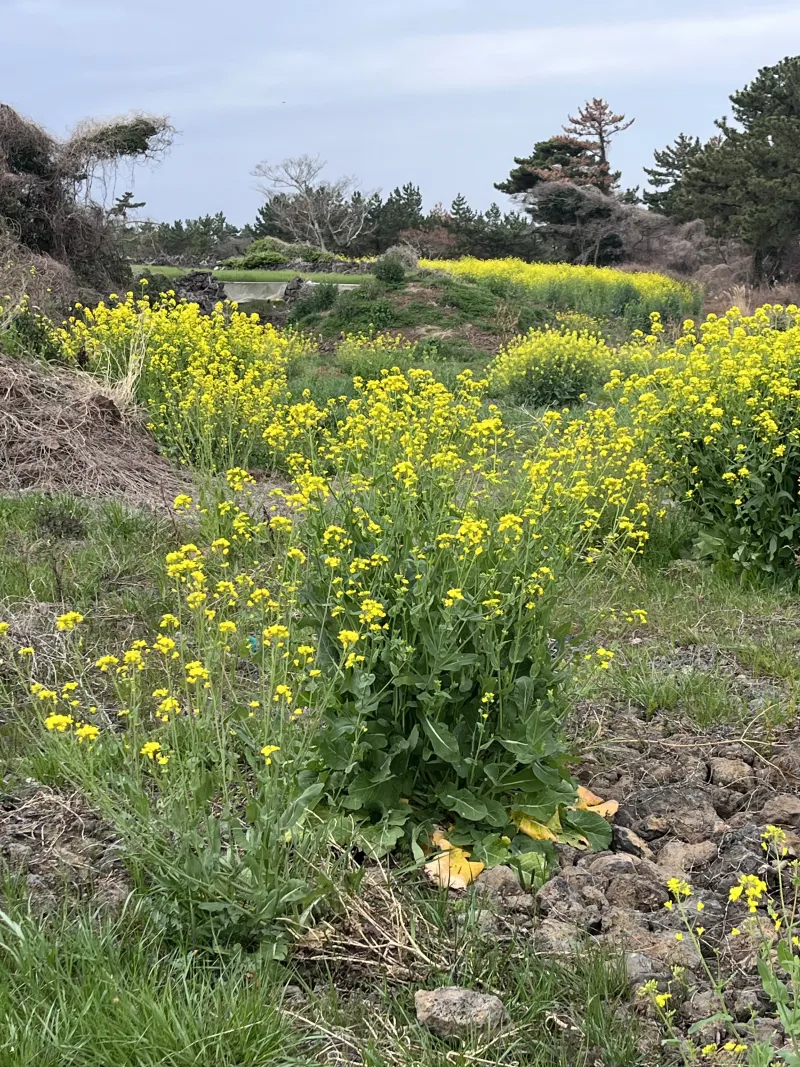 [제주 한림][제주 협재] 솔밭 향기 가득 힐링 펜션 #애견동반 (C동2층/복층) 46