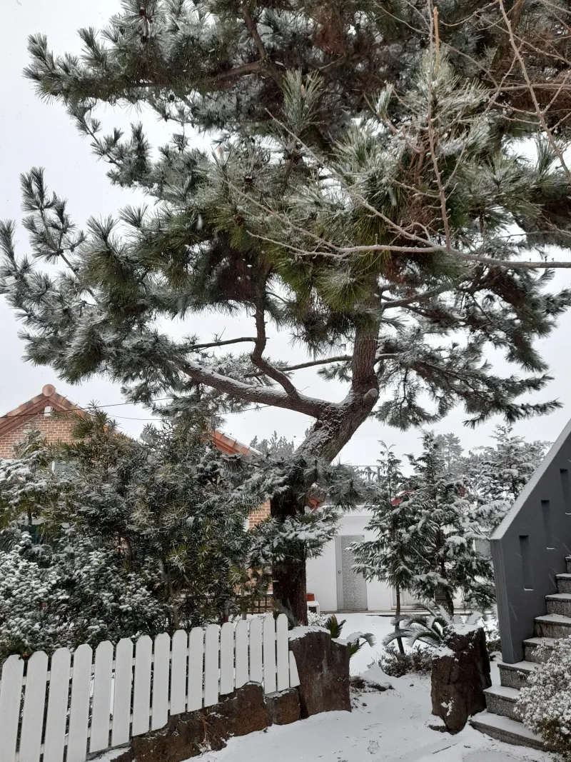 [Hallim, Jeju][Jeju Hyeopjae] Healing Pension Filled with the Scent of Pine Forest #PetFriendly (Building C, 1st Floor / Two-Room) 51
