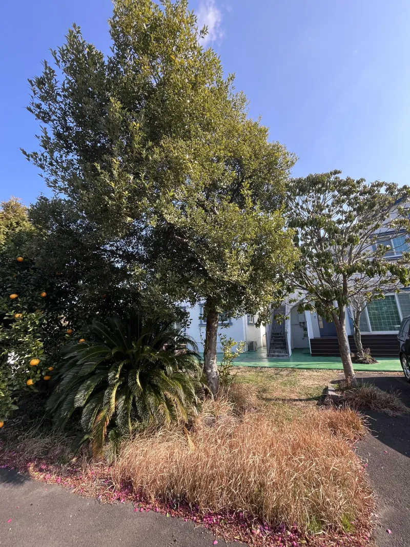 [Hallim, Jeju][Jeju Hyeopjae] Healing Pension Filled with the Scent of Pine Forest #PetFriendly (Building C, 1st Floor / Two-Room) 26