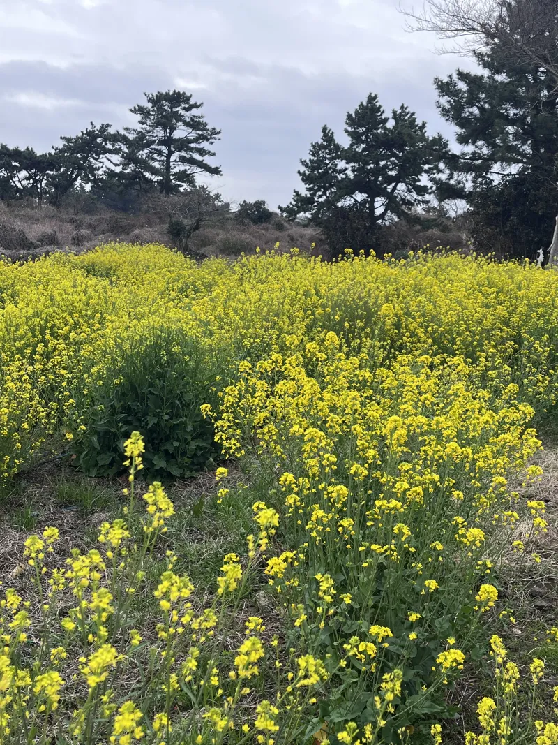 [Hallim, Jeju][Jeju Hyeopjae] Healing Pension Filled with the Scent of Pine Forest #PetFriendly (Building B, 1st Floor / Two-Room) 43