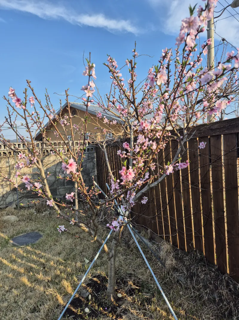 [Gyeongju] A quiet country house in Oedong-eup, Gyeongju 24