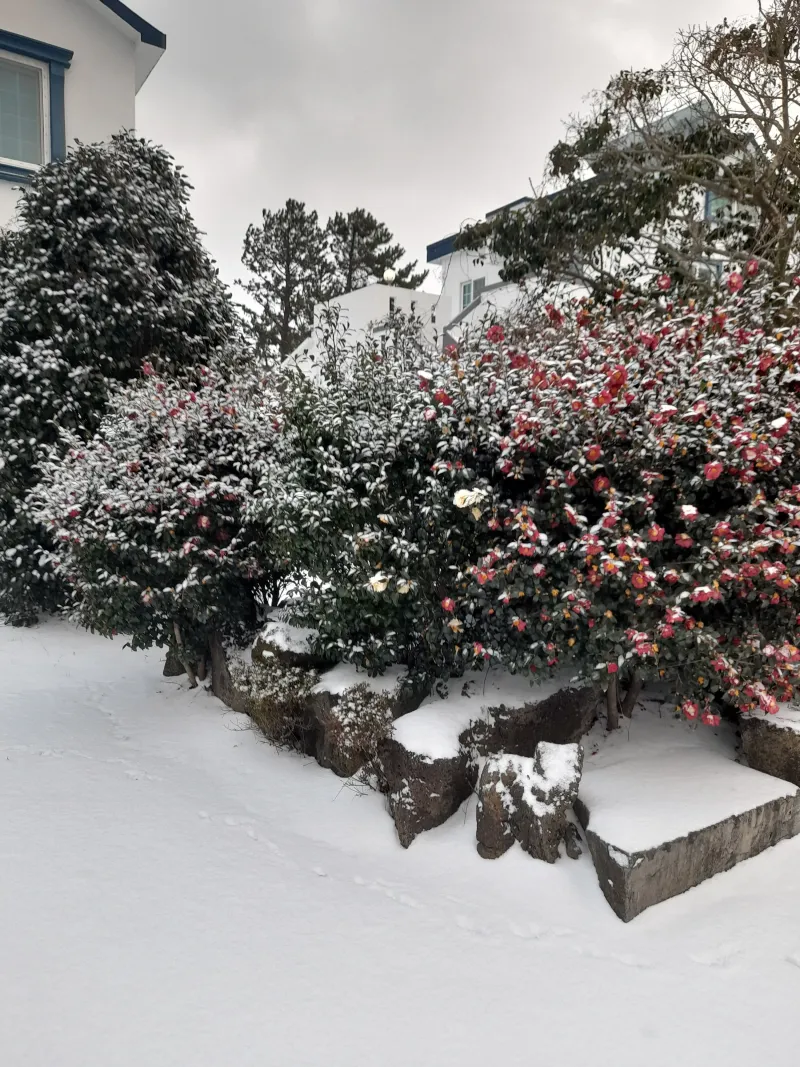 [Hallim, Jeju][Jeju Hyeopjae] Healing Pension Filled with the Scent of Pine Forest #PetFriendly (Building B, 2nd Floor / 1.5 Room) 49