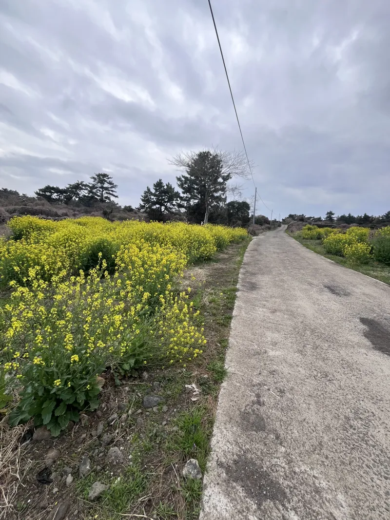 [Hallim, Jeju][Jeju Hyeopjae] Healing Pension Filled with the Scent of Pine Forest #PetFriendly (Building B, 2nd Floor / 1.5 Room) 42