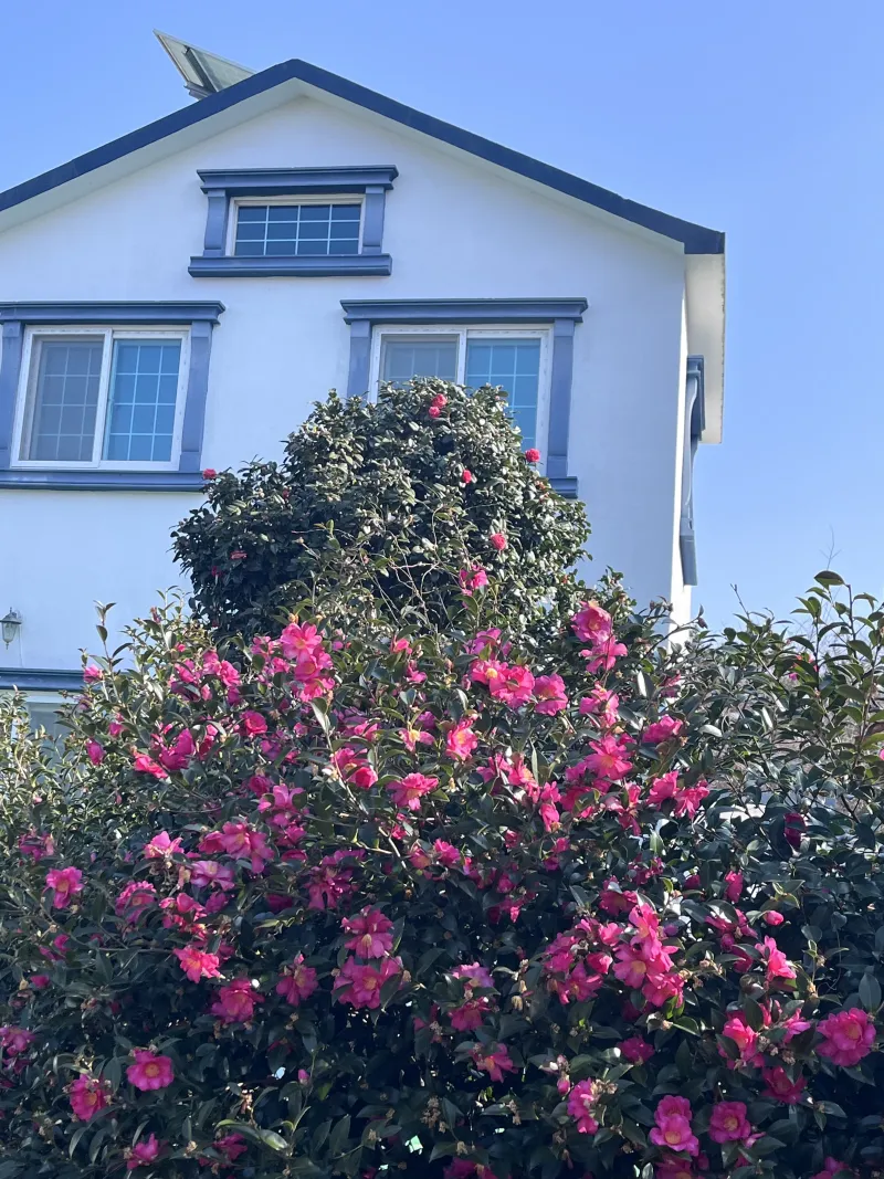 [Hallim, Jeju][Jeju Hyeopjae] Healing Pension Filled with the Scent of Pine Forest #PetFriendly (Building B, 2nd Floor / 1.5 Room) 35