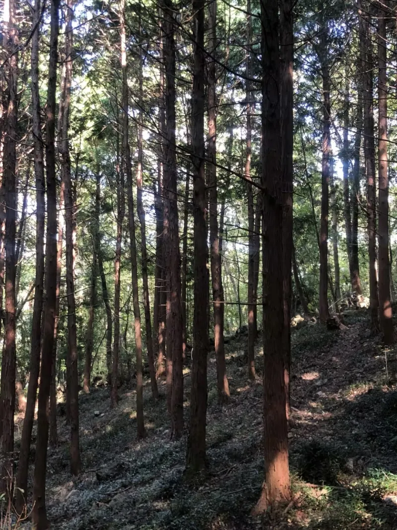[Namhae][Namhae-gun, Gyeongsangnam-do] Cypress Forest House 34