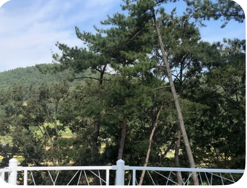 [Namhae][Namhae-gun, Gyeongsangnam-do] Cypress Forest House 26