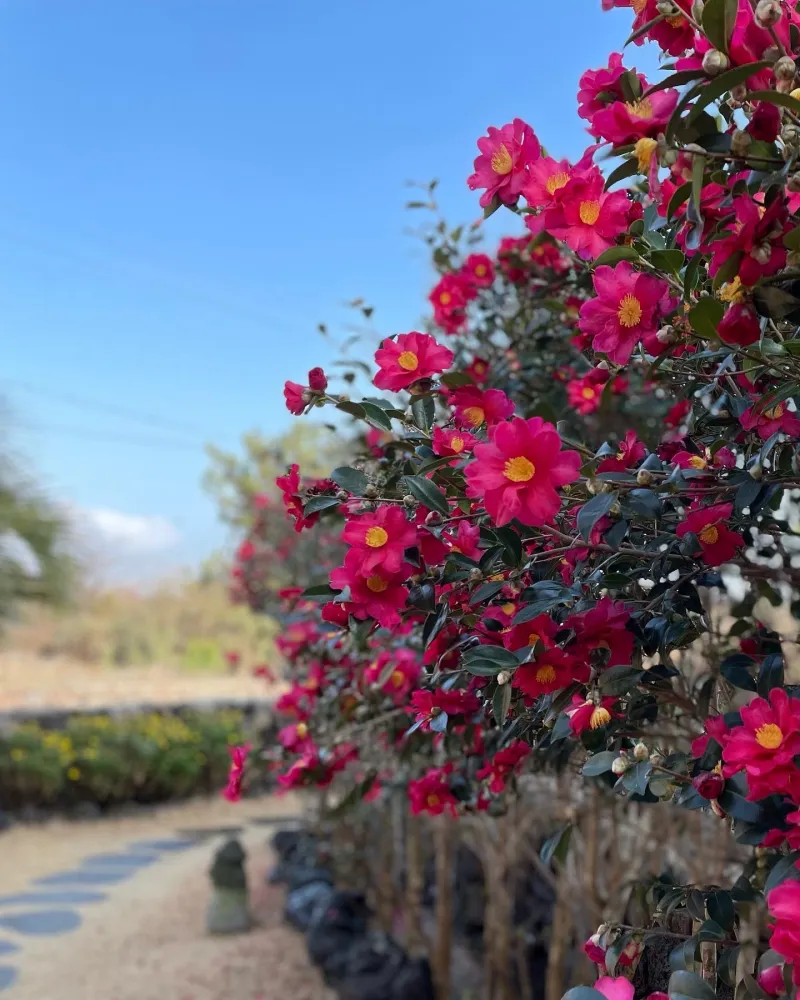 [Hangyeong, Jeju] Jeju Neukkim Kids, Hankyeong-myeon 33