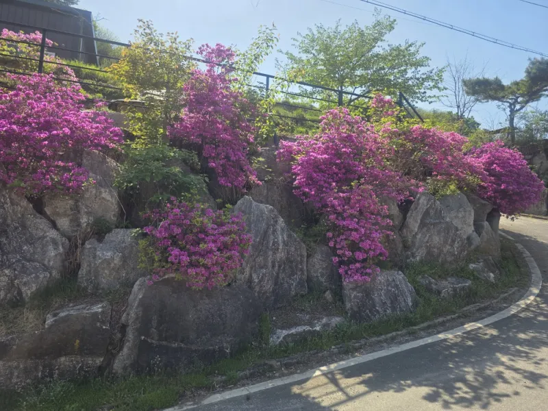[Gapyeong][Gyeonggi Gapyeong-gun] Eobi Valley Dreamland (Red Bookstore) 49