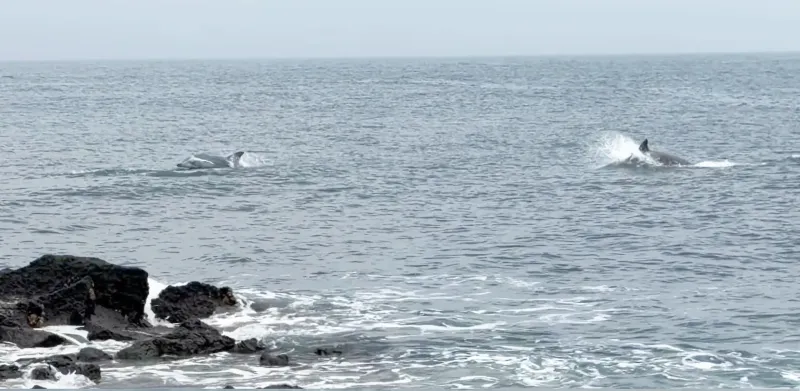[Seongsan, Seogwipo] Newly built in 2026, a house with a view of the sunrise, dolphins, and horizon 53