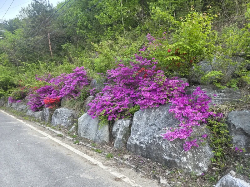[Gapyeong][Gyeonggi Gapyeong-gun] Eobi Valley Dreamland (Red Bookstore) 51