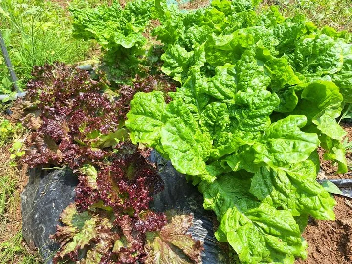 [Andong][Andong, Gyeongsangbuk-do] A healing space harmonizing with vegetable gardens 15