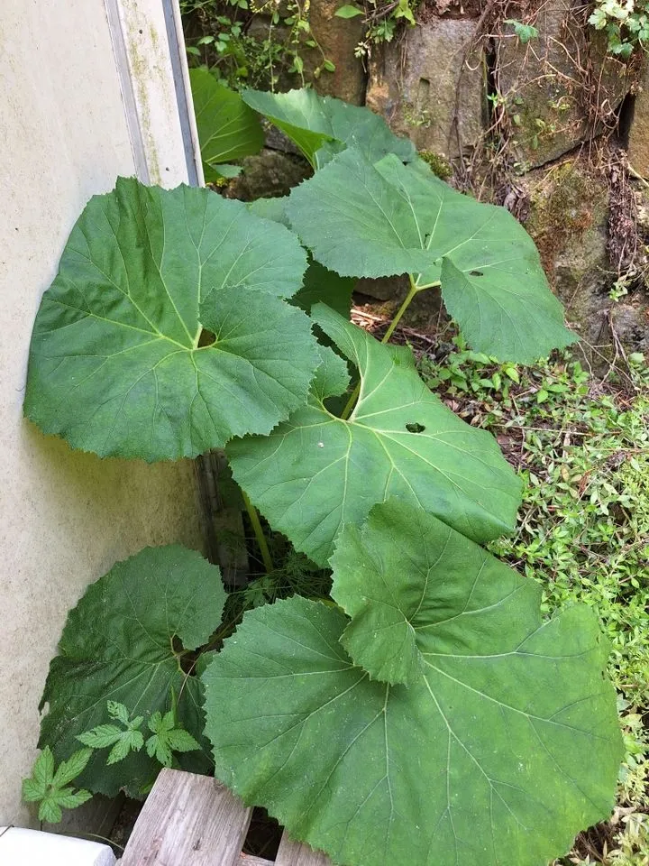[Andong][Andong, Gyeongsangbuk-do] A healing space harmonizing with vegetable gardens 13