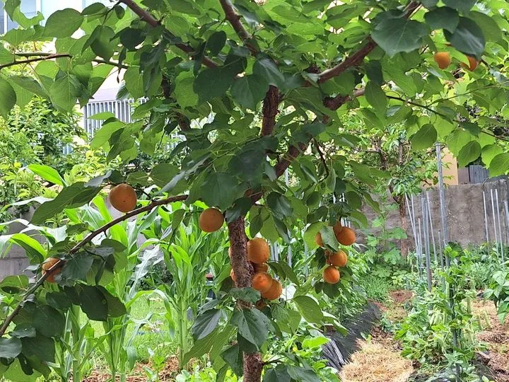 [Andong][Andong, Gyeongsangbuk-do] A healing space harmonizing with vegetable gardens 14