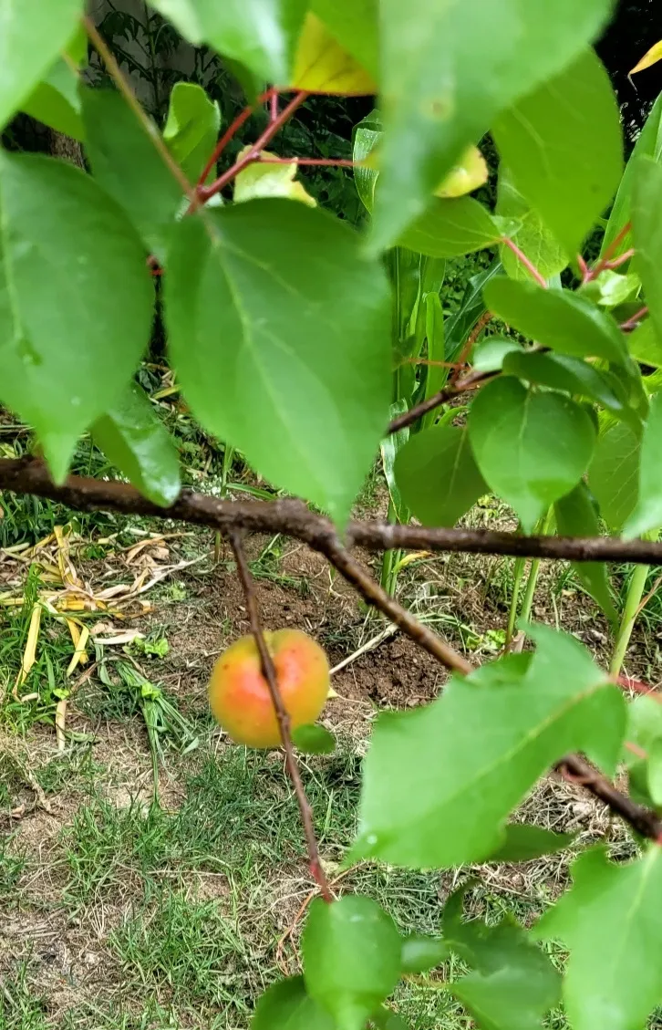 [Andong][Andong, Gyeongsangbuk-do] A healing space harmonizing with vegetable gardens 17