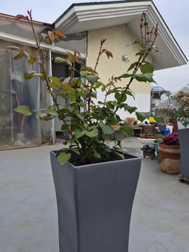 [Cheongju][Cheongju, Chungcheongbuk-do] Jeonggam (2nd floor of a multi-family house) 18