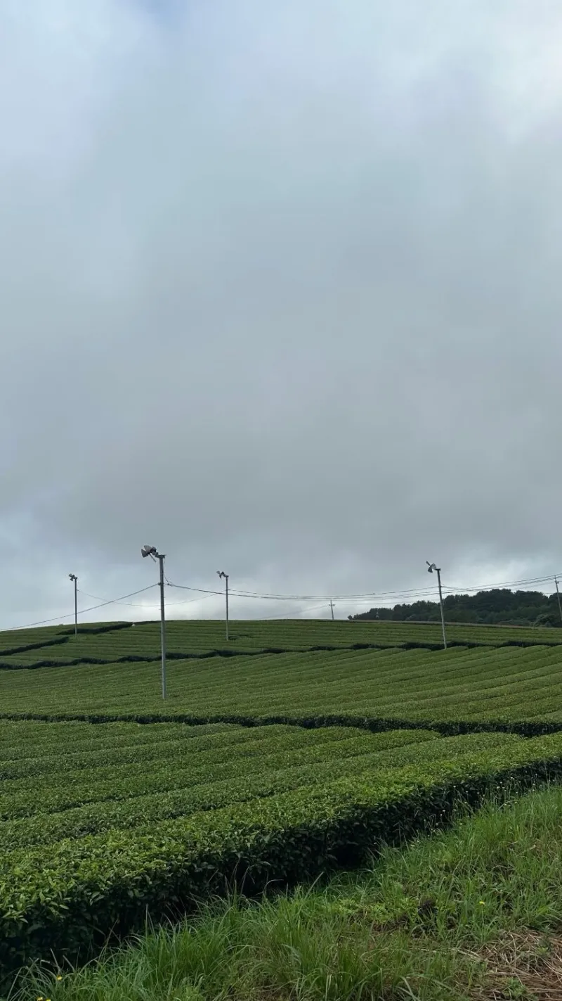[Gangjeong-dong, Seogwipo] A quiet village with green tea fields in Gangjeong-dong, a sentimental private house 102 37