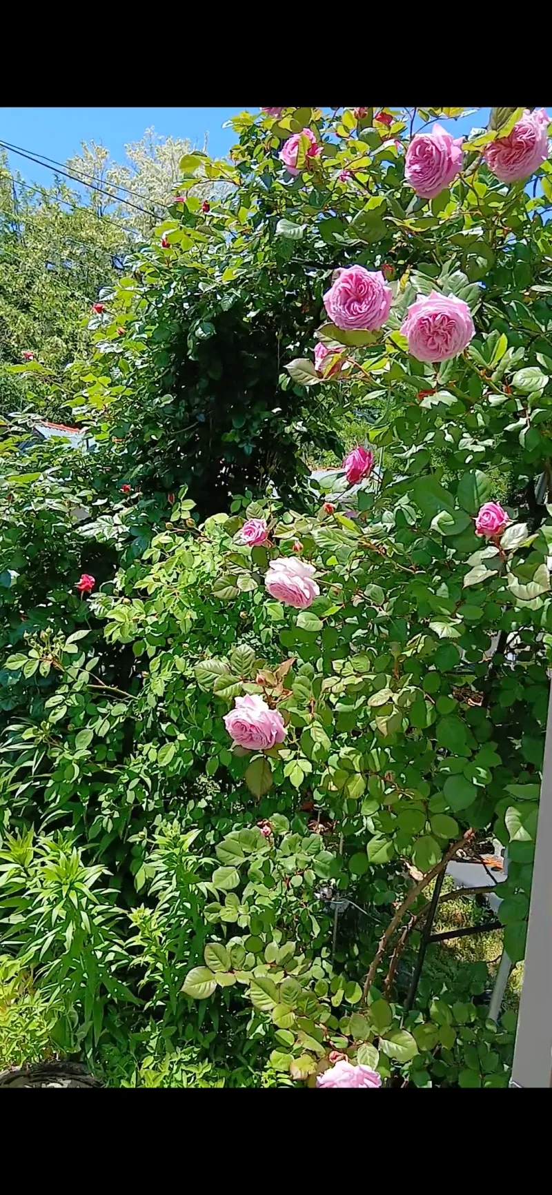 [Yeongdeok] A recently remodeled 56-pyeong detached house with a country feel and healing nature in the arms of the sea 72