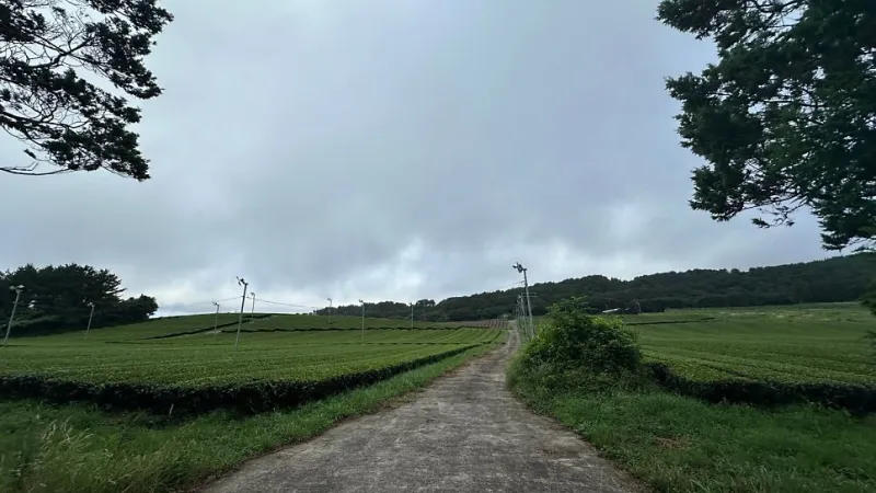 [서귀포 강정동] 강정동 녹차밭과 함께하는 조용한 마을 속 감성 독채 105 27