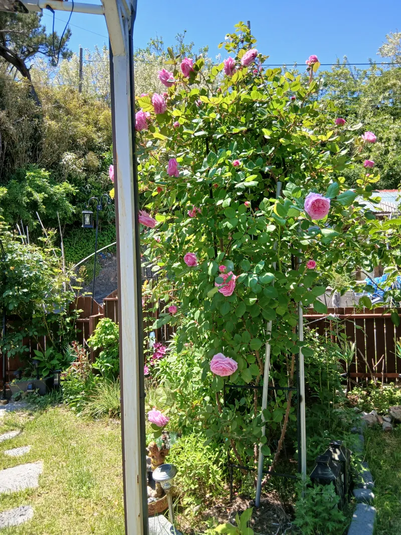 [Yeongdeok] A recently remodeled 56-pyeong detached house with a country feel and healing nature in the arms of the sea 26
