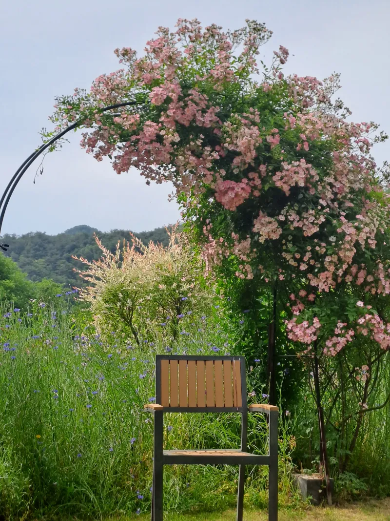 [강원 영월][강원 영월군] 숲향기 14