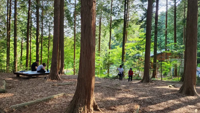 [Jangseong] Cypress Forest Rest Area 25