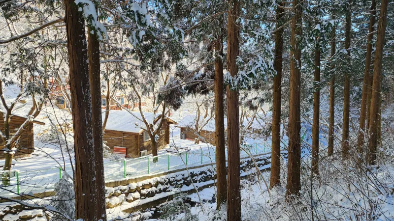 [Jangseong] Cypress Forest Rest Area 36