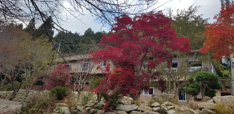 [Jangseong] Cypress Forest Rest Area 45