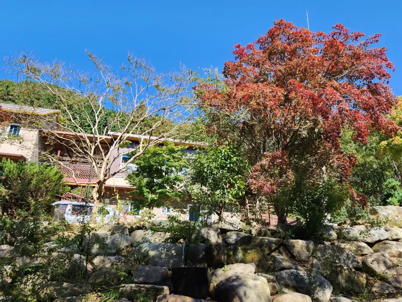 [Jangseong] Cypress Forest Rest Area 52