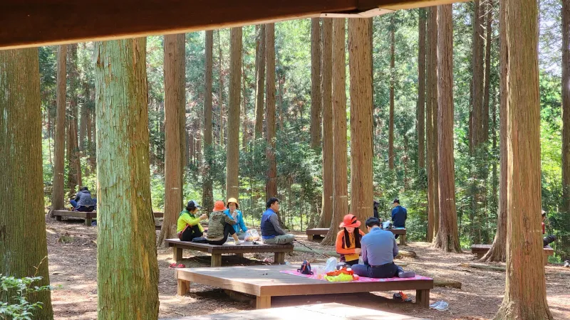 [Jangseong] Cypress Forest Rest Area 24