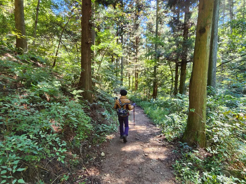 [Jangseong] Cypress Forest Rest Area 53