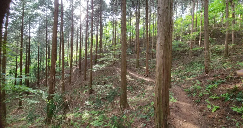 [Jangseong] Cypress Forest Rest Area 26