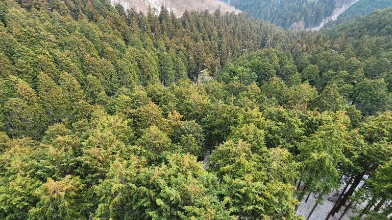 [Jangseong] Cypress Forest Rest Area 41