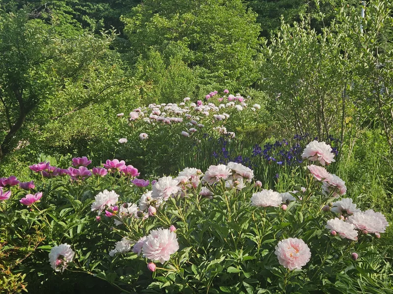 [충남 청양] 산속의 독채 촌캉스 #애견가능#오서산#보령#숲세권 31