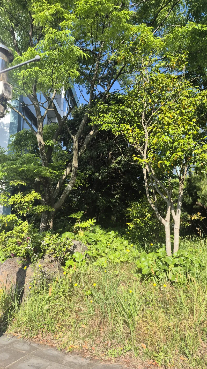 [Topyeong-dong, Seogwipo][2 weeks or more] Hotel-style Studio 2 ♤ Quiet Hallasan Mountain View, Forest Area ♤ Beautiful Garden View 68