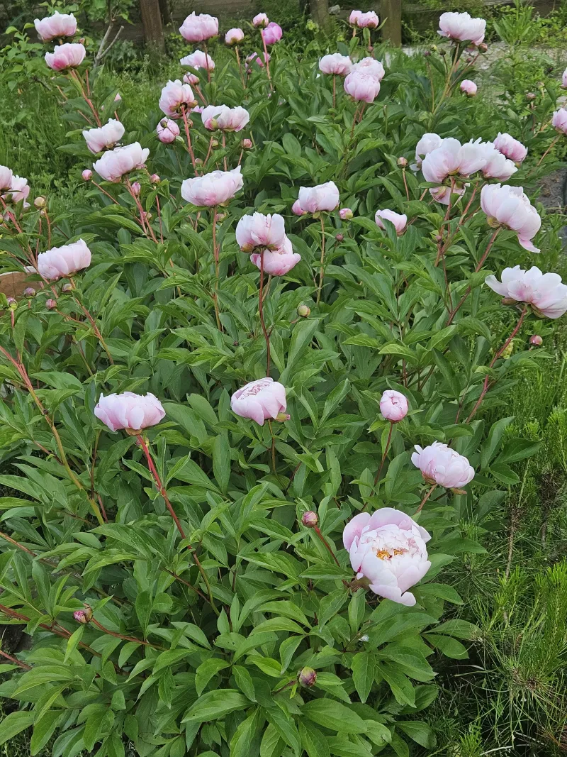 [충남 청양] 산속의 독채 촌캉스 #애견가능#오서산#보령#숲세권 33