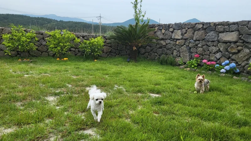 [제주 애월] 한라산뷰 돌담 정원 독채 #애견동반 #유수암 #복층 57